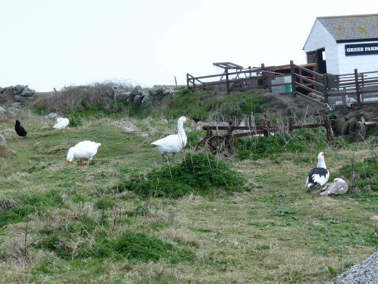 Greeb Farm